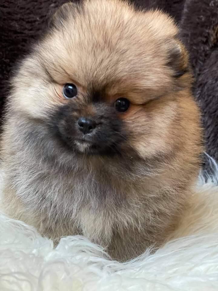 Pomeranci
