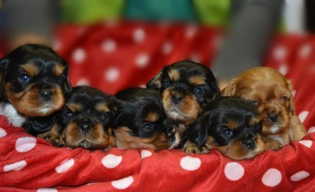 Cavalier-king-Charles-spanijel
