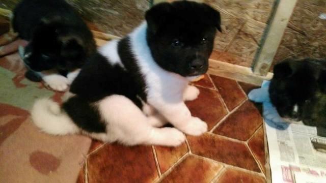 Američka-akita--štenci