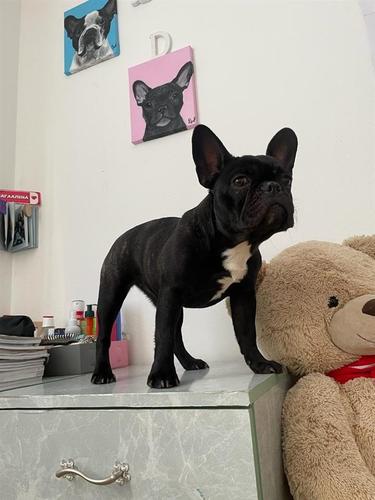 Francuski buldog 