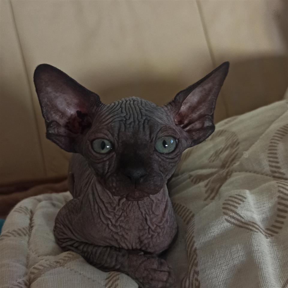 Canadian-sphynx-