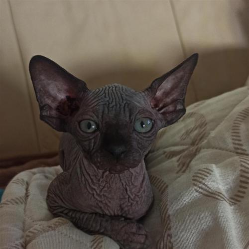 Canadian sphynx 