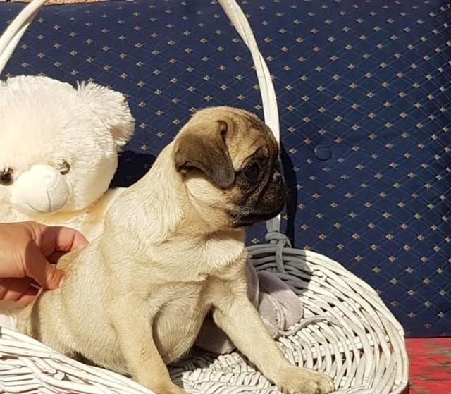 Mops-zenkice