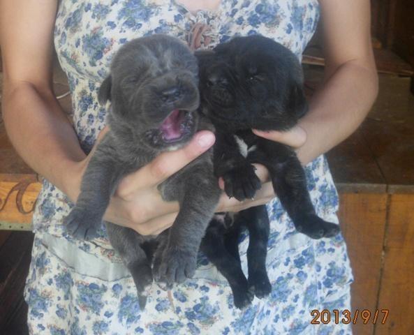 Cane-Corso--stenci