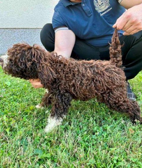 Lagotto-Romagnolo-štenci
