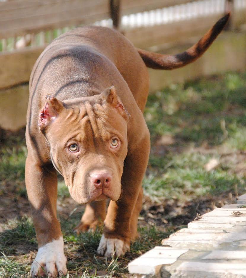American-bully-xl