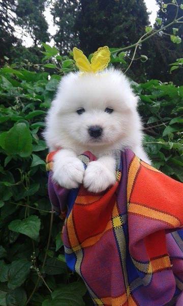 Samojed-štenci-
