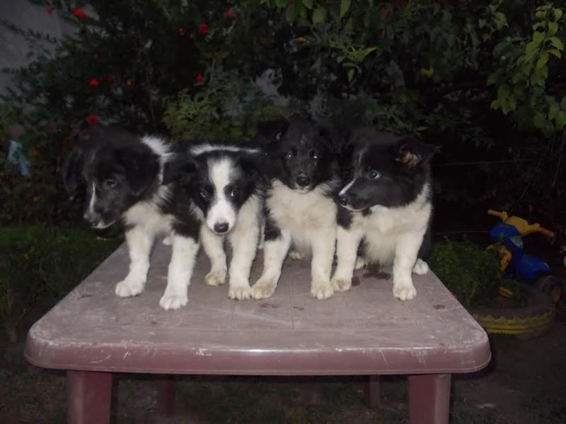Border-Collie-štenci-