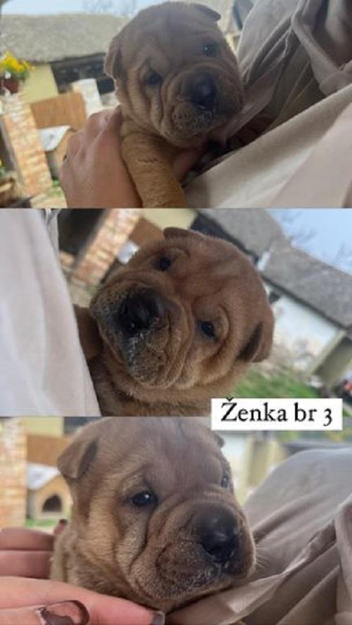 Sharpei-štenci-