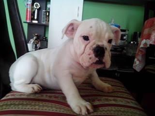 Buldog engleski