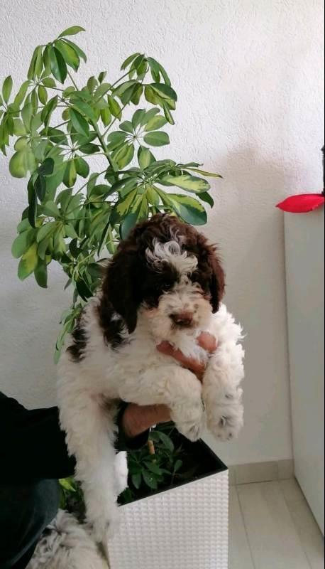Lagotto-Romagnolo-štenci