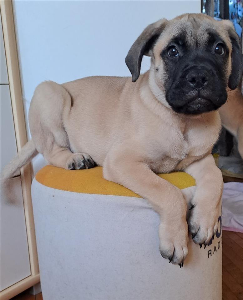 Bullmastiff-stenad