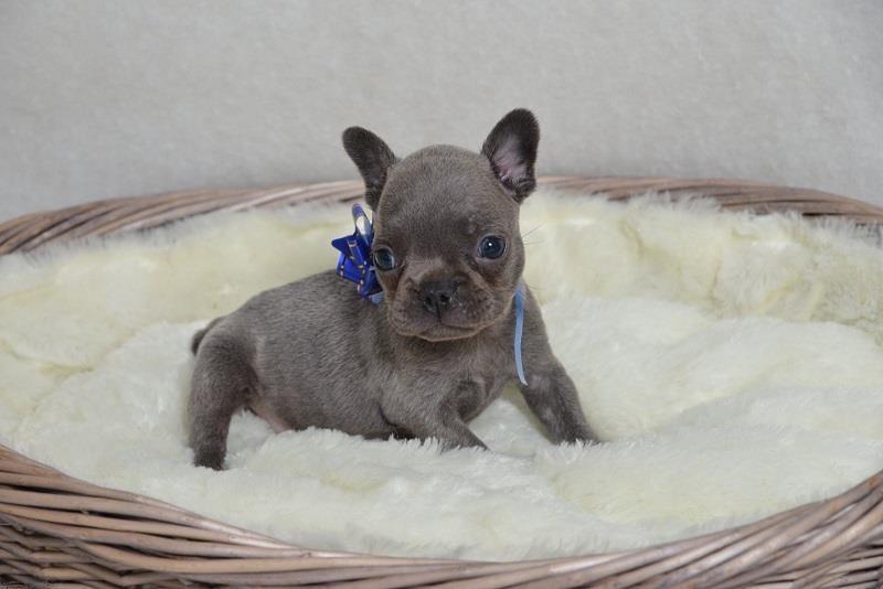 Francuski-buldog-premium-quality