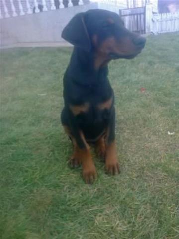 Doberman-stenad-