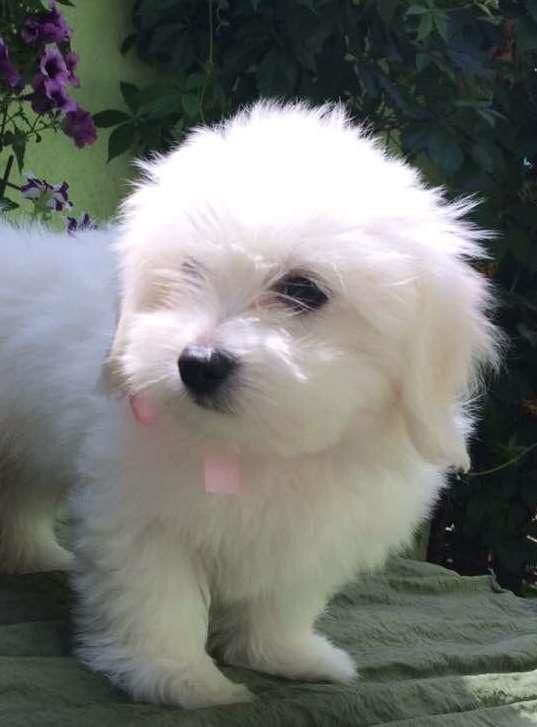 Coton-de-Tulear-Stenci