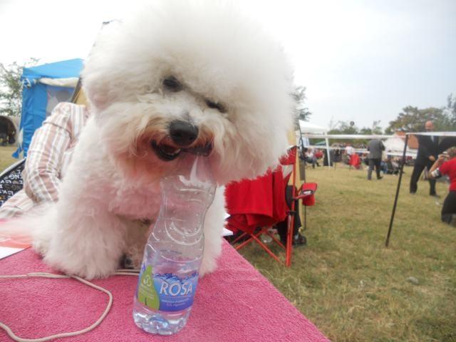 Kovrdzavi-bisoni---bichon-frise--stenci