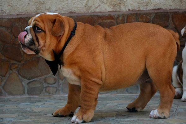 Engleski-Buldog