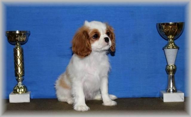 Mops-i-Cavalier-K-C--Spaniel--stenci