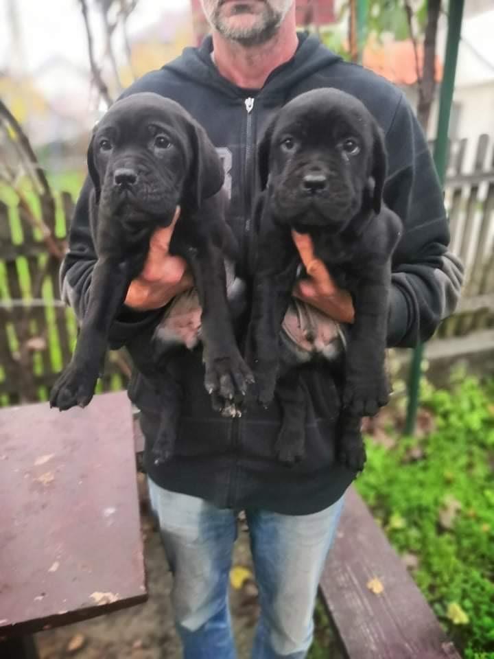 Cane-corso-štenci