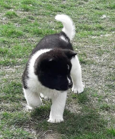Američka-Akita--štenci