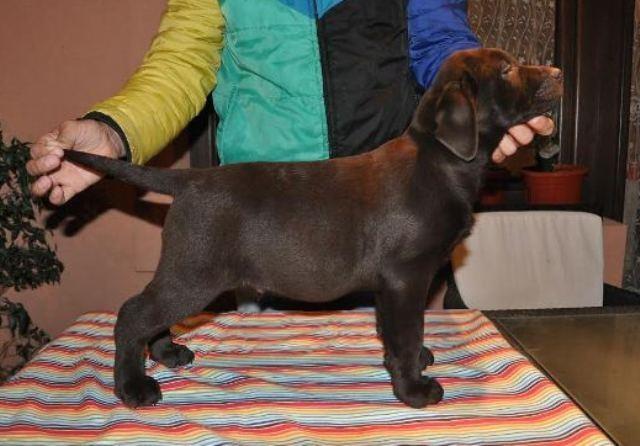 Labrador-Retriver-stenci-braon-boje