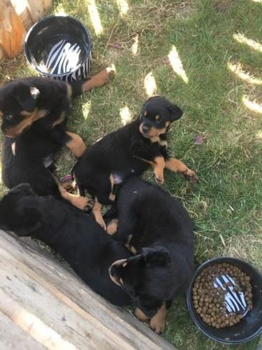 Rottweiler
