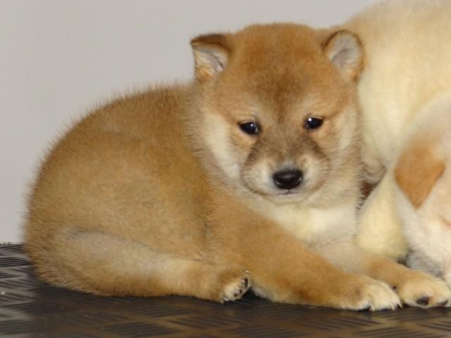 Shiba-Inu-stenci