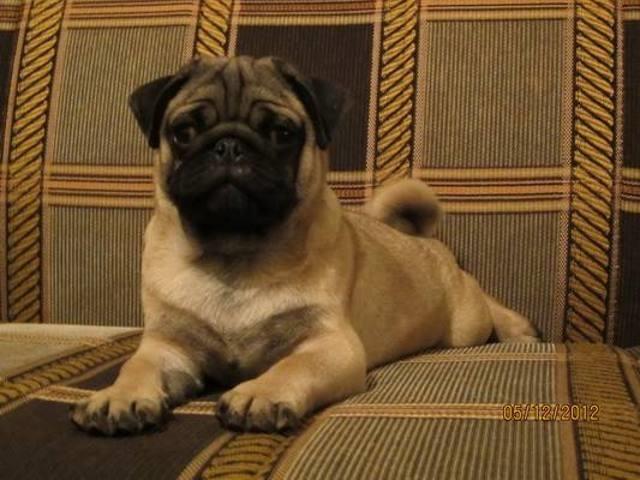 Mops-stenad-