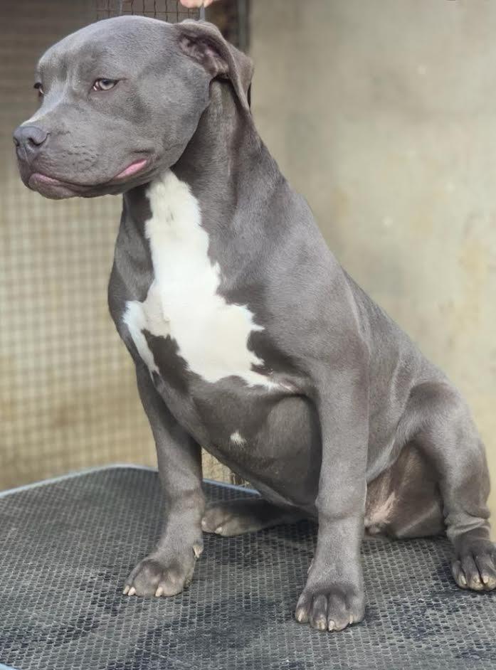 American-bully-XL-