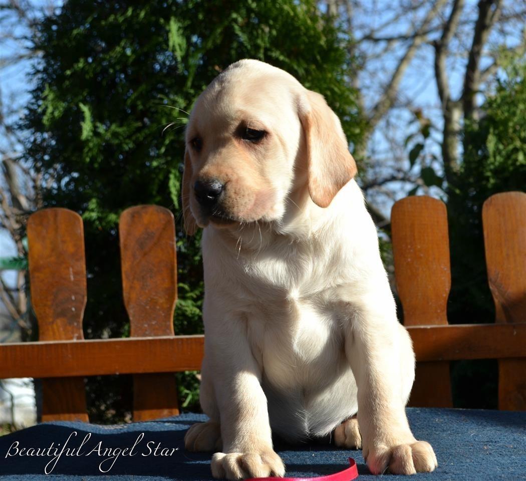 Labrador-retriver-