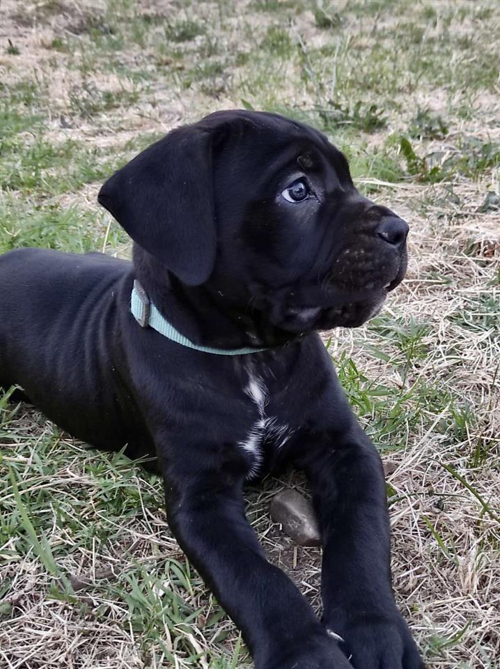 Stenci-Cane-Corso-na-prodaju