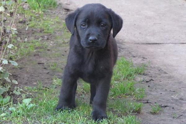 Labrador-retriver-stenad
