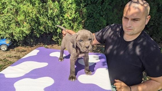 Cane-corso-stenci-sive-boje