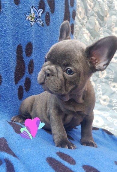 Francuski-buldog-