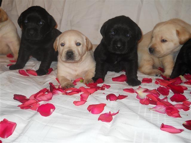 Labradori