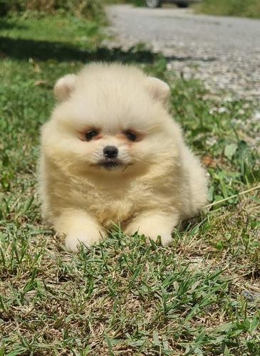 Pomeranski spic