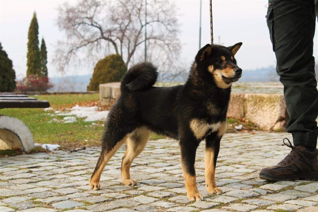 Shiba-Inu-štenci