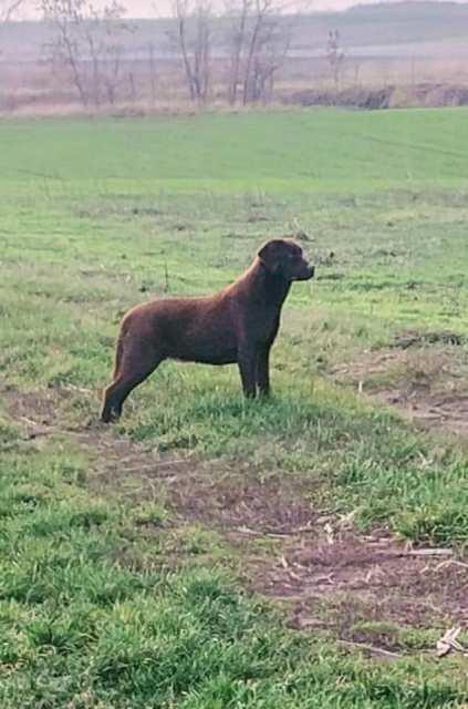 Čokoladni-labrador-štenci