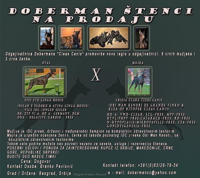 Doberman-štenci-na-prodaju