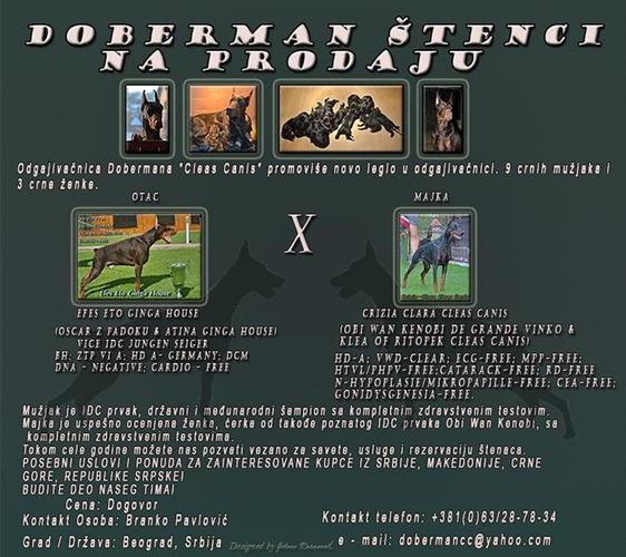 Doberman štenci na prodaju