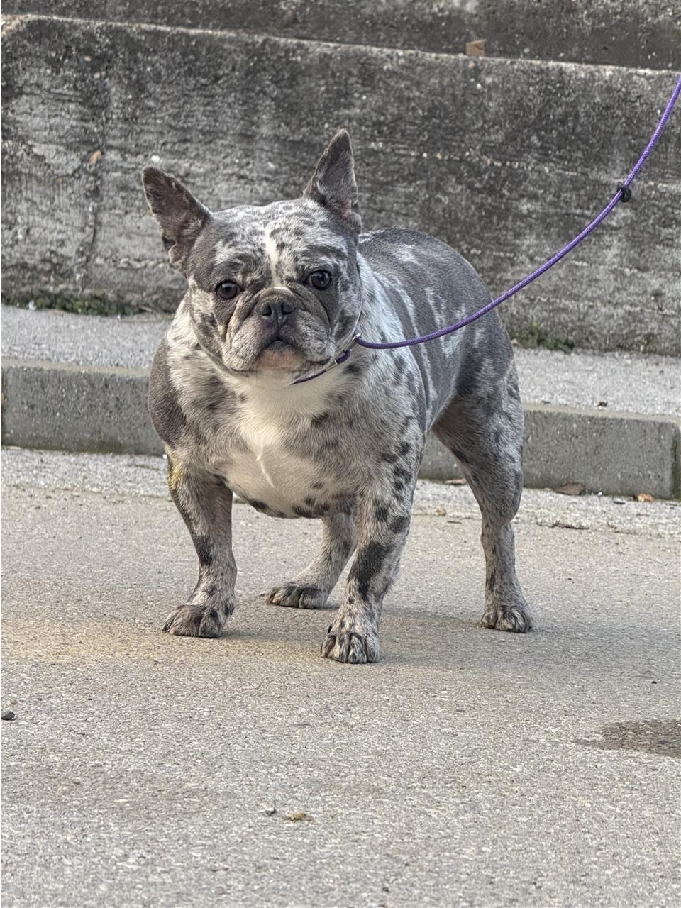 Francuski-buldog
