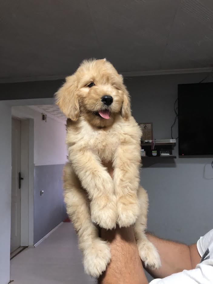 Goldendoodle-