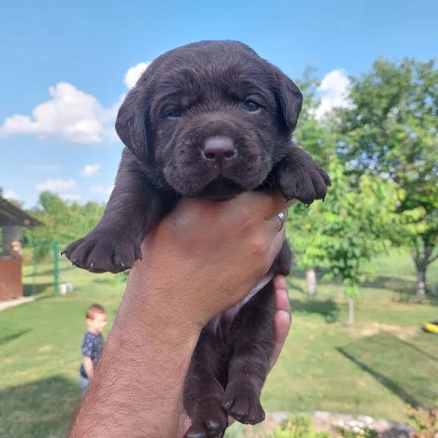 Labrador-Retriver-štenci