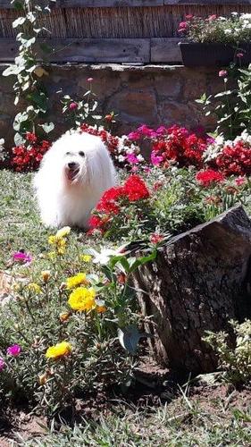 Coton de Tulear