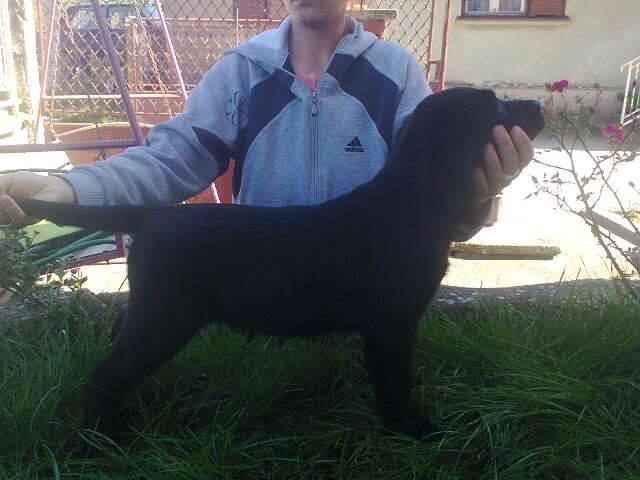 Labrador-retriver-prelepi-stenci---