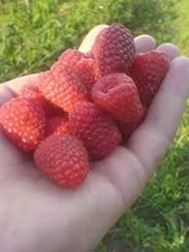 Sadnice-maline-Polka-0658801988