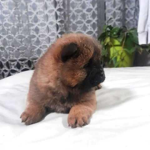 Čau-Čau--Chow-Chow--štenci
