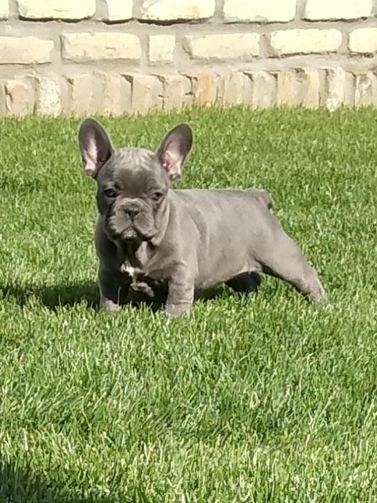 Francuski-buldog-