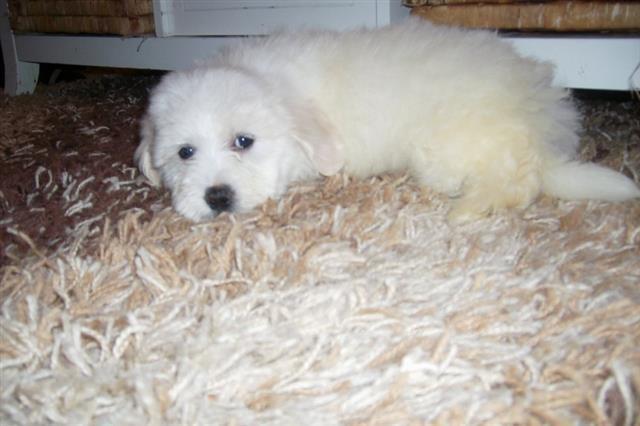 COTON-DE-TULEAR-STENCI