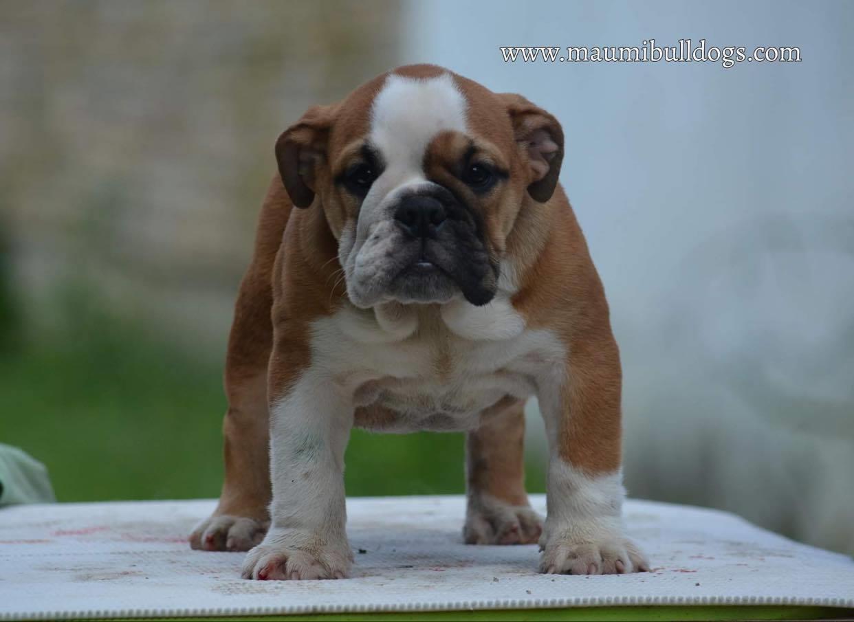 Engleski-Buldog